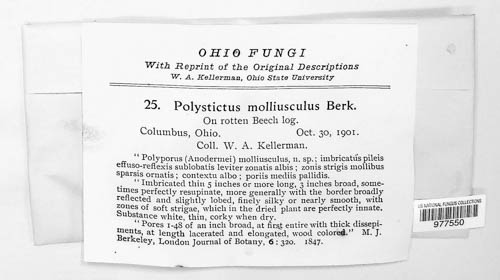 Polystictus molliusculus image